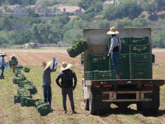 Trump curbs immigration enforcement at farms, meatpacking plants, hotels and restaurants
