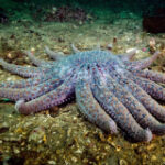 Cryopreserved sea star larvae could enable vital species to recover