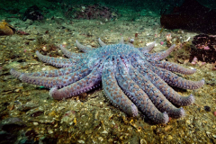 Cryopreserved sea star larvae could enable vital species to recover