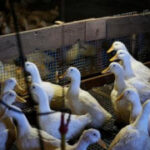 Long Island’s last duck farm is quacking again after losing its entire flock to the bird flu