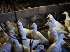 Long Island’s last duck farm is quacking again after losing its entire flock to the bird flu