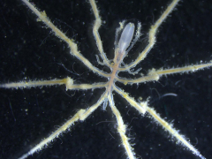 3 new sea spiders discovered on ocean floor are first known species to feast on methane