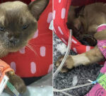 ‘Miracle cat’ Pablo survives full washing machine cycle on the Gold Coast