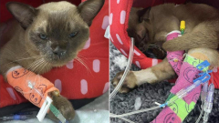 ‘Miracle cat’ Pablo survives full washing machine cycle on the Gold Coast