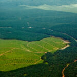 EUDR eyes new country category: ‘negligible risk’