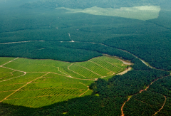 EUDR eyes new country category: ‘negligible risk’