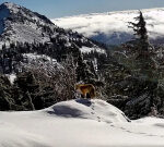 Rare foxes ‘on brink of extinction’ are spotted in California national park