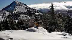 Rare foxes ‘on brink of extinction’ are spotted in California national park