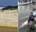 Coastal threat set to stay as sea life continue to die on South Australian beaches