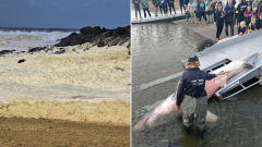 Coastal threat set to stay as sea life continue to die on South Australian beaches