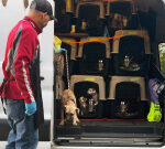 Dogs and fireworks don’t mix. Animal shelters need your help