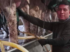 A dairy farm was raided. Mixed messages from Washington have only increased fears