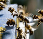 Unusual bee attack in French town leaves 24 injured