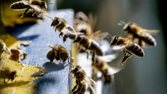 Unusual bee attack in French town leaves 24 injured