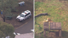 Darling Downs Zoo gives update on woman who lost her arm in lion attack