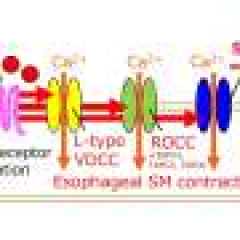 Scientists reveal how a key inflammatory molecule triggers esophageal muscle contraction