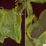 Wax Moth Caterpillars Can Metabolically Degrade Plastics and Store Them as Body Fat: Study