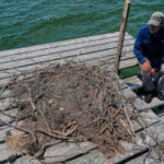 Osprey came back from the brink once. Now chicks are dying in nests, and some blame overfishing