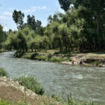 Otters spotted in Kashmir waters, and residents are both thrilled and wary