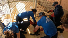 Young seal rescued from Newport canal after shark bite