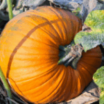 Autumn feasts