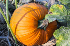 Autumn feasts