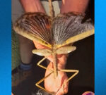 See video of the heaviest stick insect ever discovered in Australia