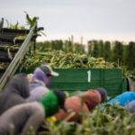America’s agricultural trade gap is widening in the tariff era