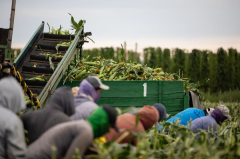 America’s agricultural trade gap is widening in the tariff era