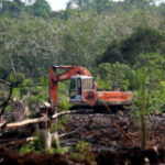 Who is clearing Indonesia’s forests — and why?