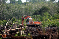 Who is clearing Indonesia’s forests — and why?