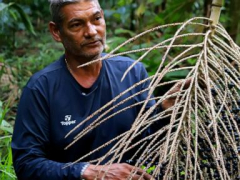 Açai berry producers are concerned as Trump imposes tariffs on Brazil’s exports