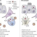 Evolution of antiviral host defenses against a backdrop of endogenous retroelements | Science