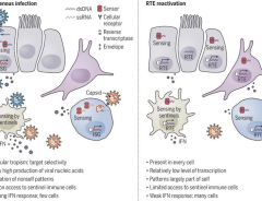 Evolution of antiviral host defenses against a backdrop of endogenous retroelements | Science