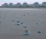 Swarm of jellyfish forces shutdown at French nuclear power plant