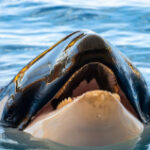 The Jessica Radcliffe Orca Attack Video Is Fake, But Why Is It Even On TikTok?