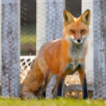 Rabid fox attacks 2 people in same day in North Carolina