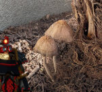I know, I’ll use Deep Rock Galactic to identify the mushrooms in my palm pot