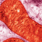 Mitochondrial transplants make healthy babies