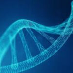 Controversial project to create artificial human DNA begins