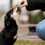 Tips for giving herbs to cats and dogs