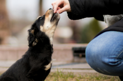 Tips for giving herbs to cats and dogs