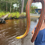 Elusive rainbow snake spotted by residents in Florida: See pictures