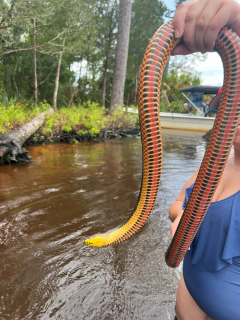 Elusive rainbow snake spotted by residents in Florida: See pictures