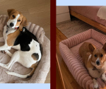 13 Amazon Dog Beds That Will Make Your Pup Feel Like Royalty