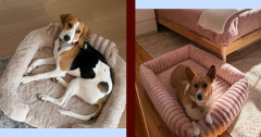 13 Amazon Dog Beds That Will Make Your Pup Feel Like Royalty