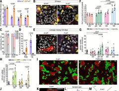 Estrogen-regulated renal progenitors determine pregnancy adaptation and preeclampsia | Science