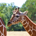 How AI helps conservationists better understand and protect giraffes