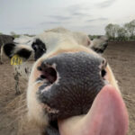 Nebraska confirms state’s first case of bird flu in dairy herd as US outbreak persists