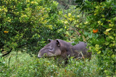 Animals that spread seeds are critical for climate solutions